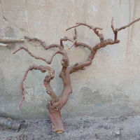 چوب وتنه درخت انگور|خدمات باغبانی و درختکاری|تهران, تسلیحات|دیوار