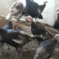 بقلمون بروبون ومحلی|حیوانات مزرعه|سنندج, |دیوار