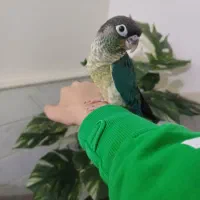 راهب و گرین چیک و مرغ مینا|پرنده|قم, قلعه کامکار|دیوار