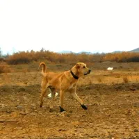 توله سگ پژدر