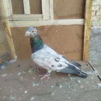 سار نر|پرنده|تربت‌حیدریه, حاجی یار‎|دیوار