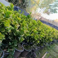 نهال شمشاد یوکا و سیکاس|گل و گیاه طبیعی|خان ببین, |دیوار