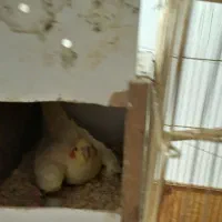 عروس هلندی مولد