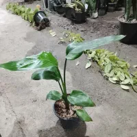 تعویض خاک گلدان در منزل  فروش گل و تحویل درب خانه|گل و گیاه طبیعی|مشهد, فرهنگیان (شهرک غرب)|دیوار