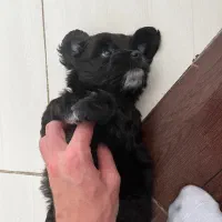 فروش توله‌سگ فقط به افراد مسئول و عاشق حیوانات|سگ|مشگین شهر, |دیوار