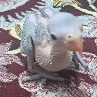 جوجه ملنگوسرلاکی وجوجه گیرینچیک آناناسی دبل رد|پرنده|شیراز, شهرک رضوان|دیوار