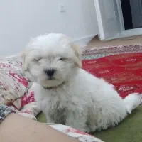 سگ پاکوتاه