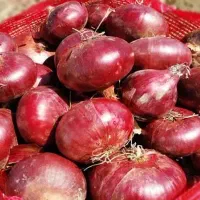 بذر پیاز محلی قرمز