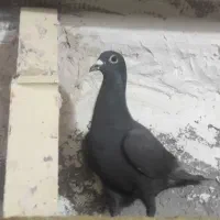 صید،زاغ،پولکی