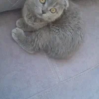 گربه اسکاتیش فولد اصل  (ماده) دوساله