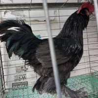 خروس مرندی اصل ریشو پاپر