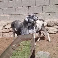 عربی بزغاله|حیوانات مزرعه|بروجرد, |دیوار