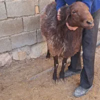 قوچ همو|حیوانات مزرعه|چاپشلو, |دیوار