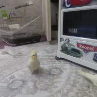 عروس هلندی|پرنده|مشهد, آزادشهر|دیوار