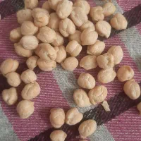 نخود خوب درشت یک تن سیصد