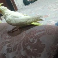 عروس هلندی لوتینو|پرنده|زهک, |دیوار