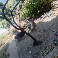 بوقلمون ماده|حیوانات مزرعه|ابهر, |دیوار