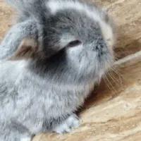 بچه خرگوش لپ فرانسوی|موش و خرگوش|یزد, |دیوار