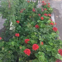 قالیشویی صحت