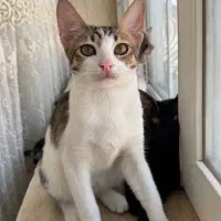 واگذاری بچه گربه|گربه|بندر انزلی, تهران|دیوار