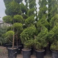 نهال|گل و گیاه طبیعی|چالوس, |دیوار