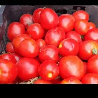 آبگیری گوجه در محل