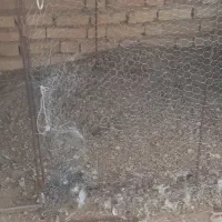 قفس مناسب مرغ و خروس