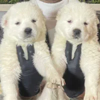 سگ آلابای ماده یک عدد