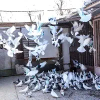 تکپر معاوضه با طوقی