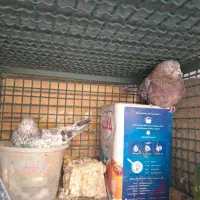 کبوتر|پرنده|کاشان, باغ ماجد|دیوار