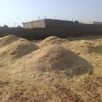 کاه گندم بش