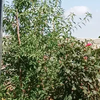 باغ-تازه-تاسیس