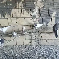 کبوتر زاغ و طوقی|پرنده|زیباشهر, |دیوار