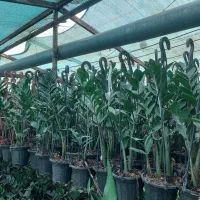 معاوضه بذز نارنج با گلهای آپارتمانی|گل و گیاه طبیعی|شلمان, |دیوار