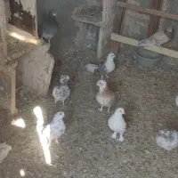 کبوتر فرروشی بصورت یکجا میفروشم|پرنده|پیر بکران, |دیوار