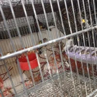 جوجه سهره سال دشتکی|پرنده|شیراز, کوشک میدان|دیوار