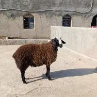 بره قوچ هیولای شال