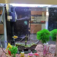 آکواریوم|ماهی|سراوان, |دیوار