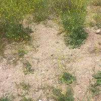 فروش-زمین-مسکونی-120متر-شاپور-جان