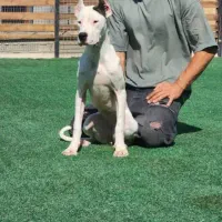 سگ روتویلر پوز دلقکی|سگ|شیراز, دوکوهک|دیوار