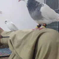 کفتر عروس