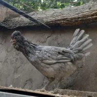 تخم مرغ و جوجه گلین ریشی چهل تاج فروشی|حیوانات مزرعه|سیرجان, |دیوار