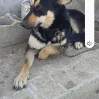 ماده ۳ ساله دوبرمن .توافقی.