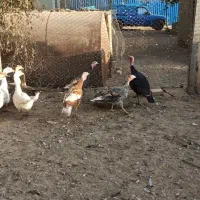 ۷ تاقوغاز دانه ۸۰۰