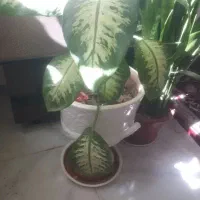 گل طبیعی|گل و گیاه طبیعی|ایلام, |دیوار