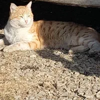 گربه فهمیده و پسند گربه طلایی|گربه|انزل, |دیوار