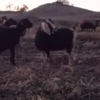 بز جمل|حیوانات مزرعه|تربت جام, میان جام|دیوار