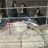 کفتر عروس هلندی کوتوله مرغ عشق فنج|پرنده|یزد, |دیوار