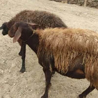 گوسفند