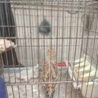 سهره خاکی نر